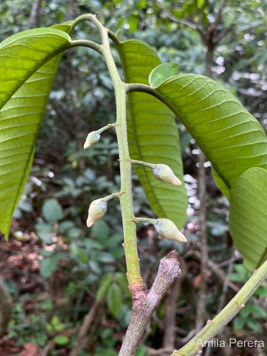 Diospyros pemadasae Jayas.